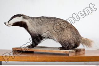 Badger body photo reference 0002